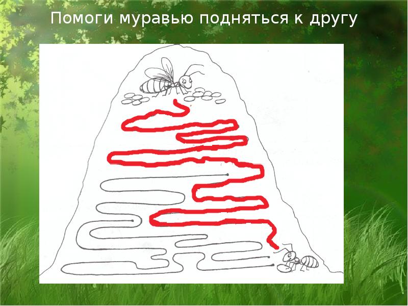 Занимательность. Залез муравей на берёзу. Муравьи ползут по дереву. За сколько дней поднимется муравей на столб загадка. Рыжий лесной муравей (formica rufa).
