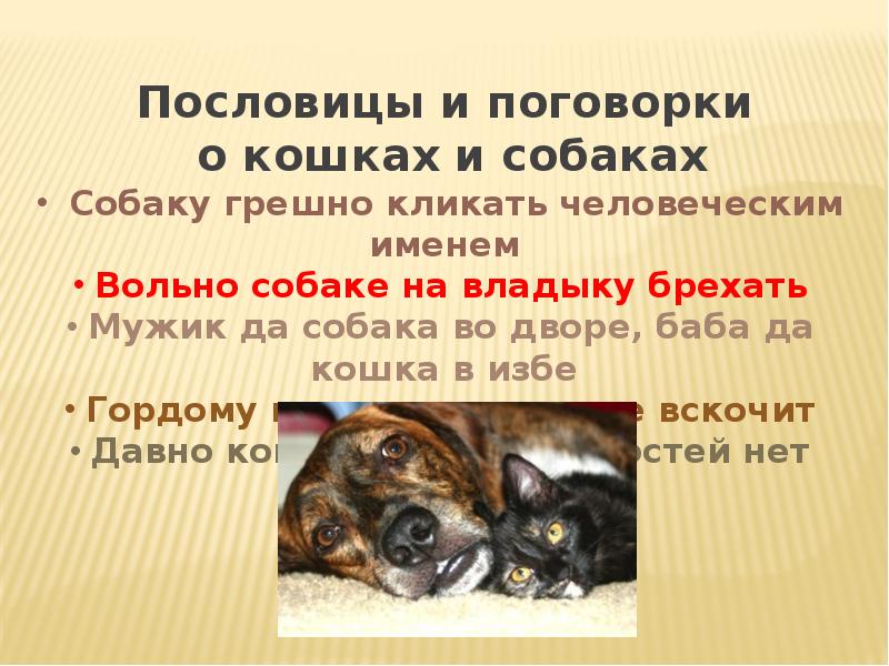 Питомцы синоним. Описание животного 5 класс. Сочинение-описание животного 5 класс русский язык. План описания животного. Сочинение описание собаки 5 класс по русскому языку.