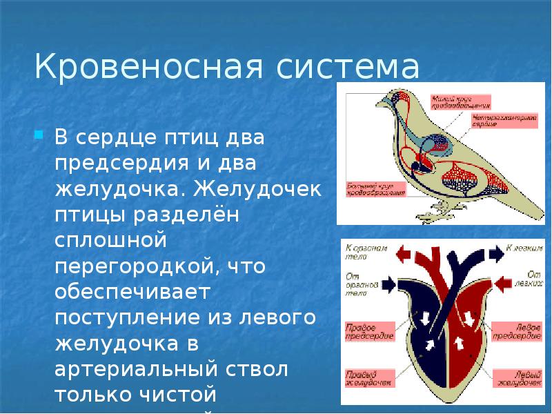 Класс птицы презентация 7 класс биология