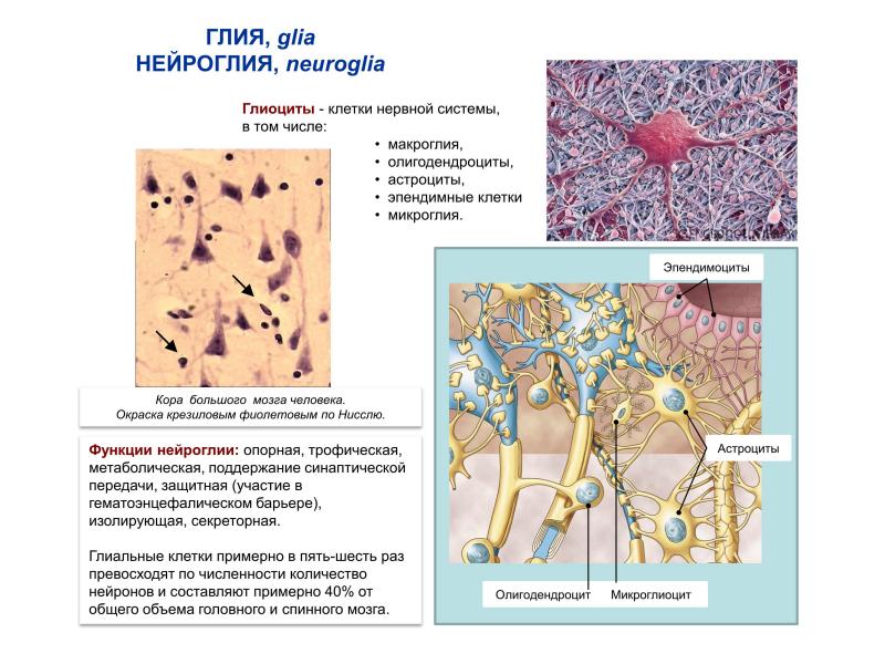 Соотнесите название глиальной клетки с рисунком