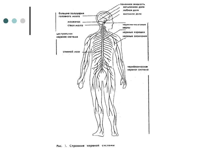 Расположение нервов на теле человека схема фото и описание