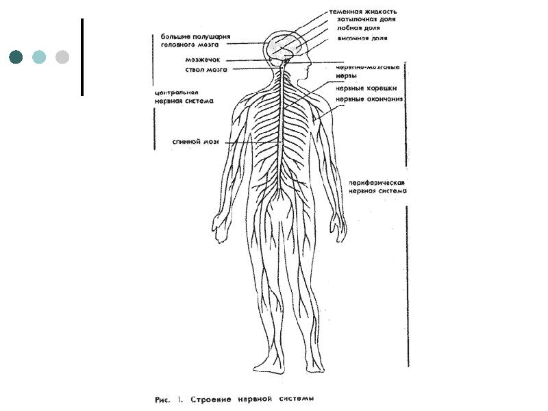 Нервная система схема
