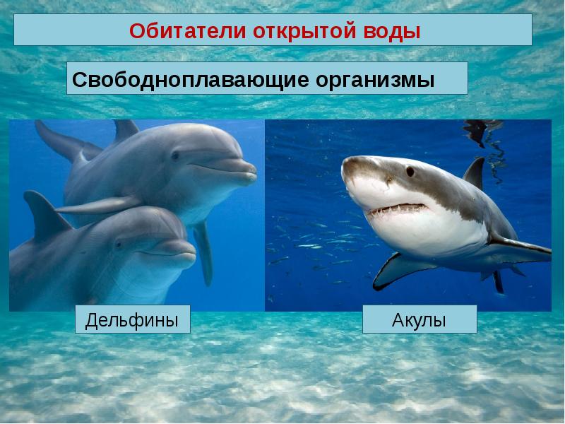 Презентация живые организмы океанов и морей