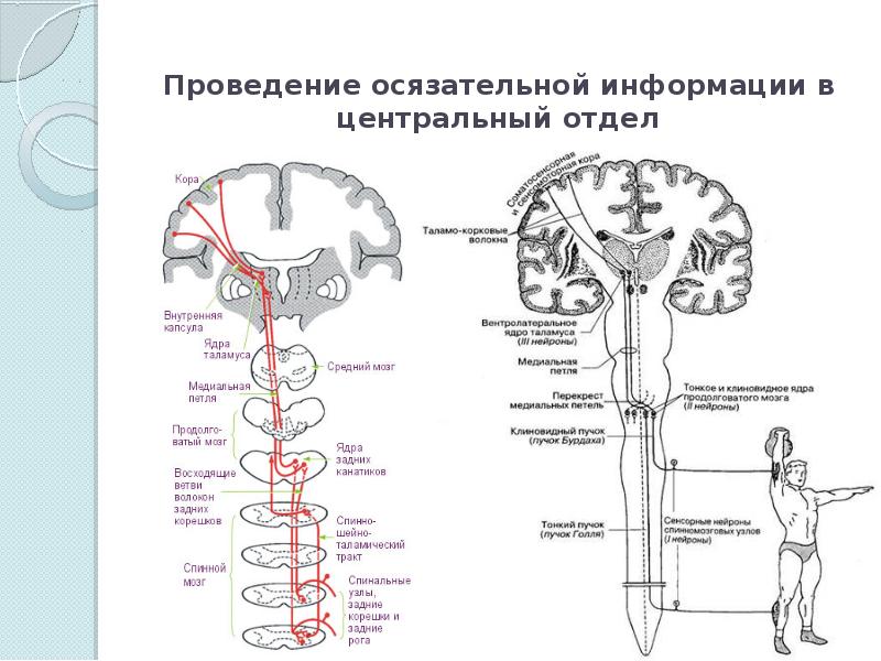 Тактильная сенсорная система презентация