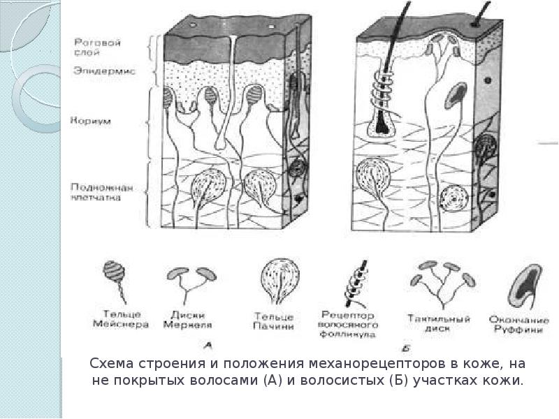 Тактильный строение. Рецепторы кожного анализатора. Осязательный анализатор строение и функции. Схема кожного анализатора физиология. Строение кожного анализатора анатомия.