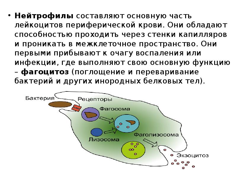 Путь прохождения эритроцитов через стенки капилляров и венул