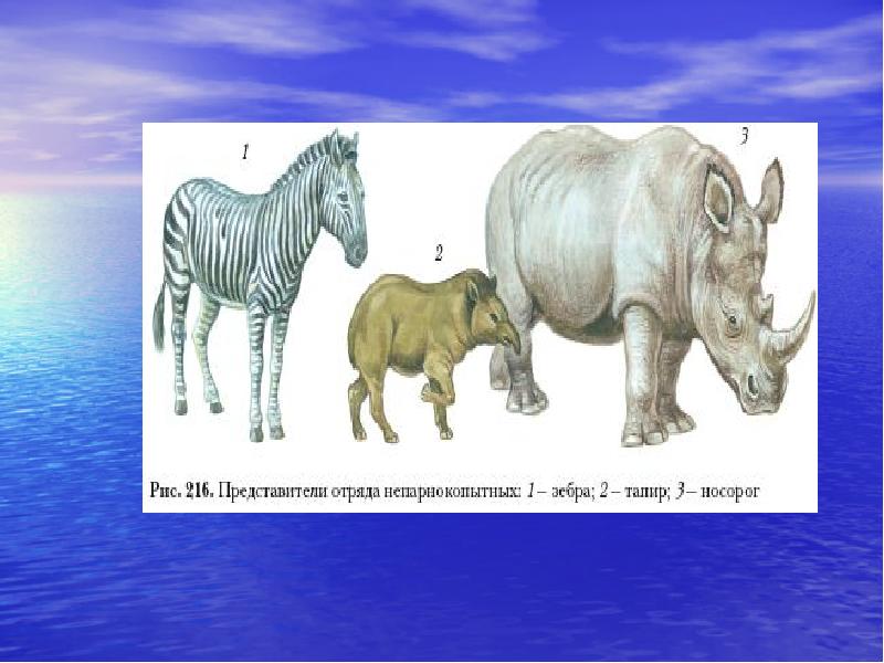 Ластоногие и китообразные парнокопытные и непарнокопытные хоботные 7 класс презентация