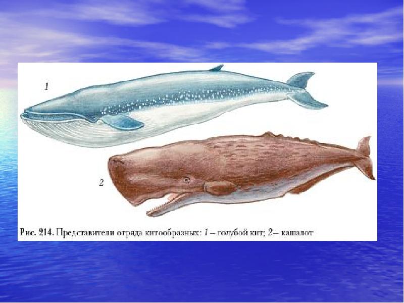 Презентация на тему отряд китообразные 7 класс
