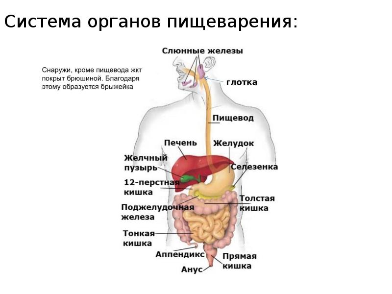 Пищеварительная система егэ рисунок