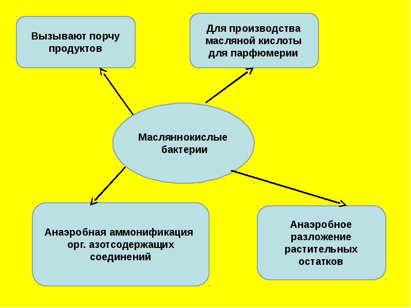 Перечислить микробы вызывающие порчу продуктов