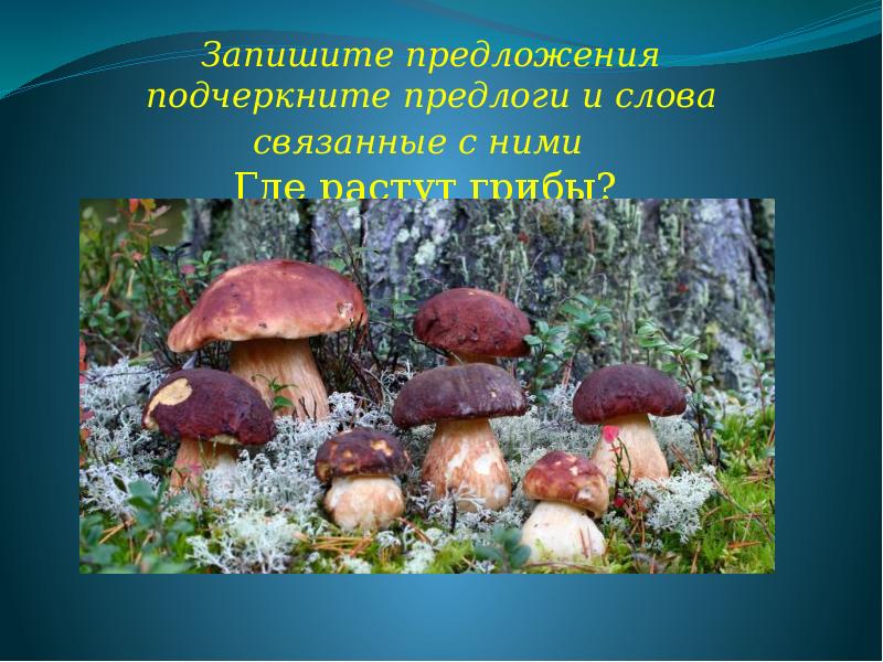 Выросли грибы распространенное. Где растут грибы. Презентация где растут грибы. Где не растут грибы. Грибы растут всю жизнь.