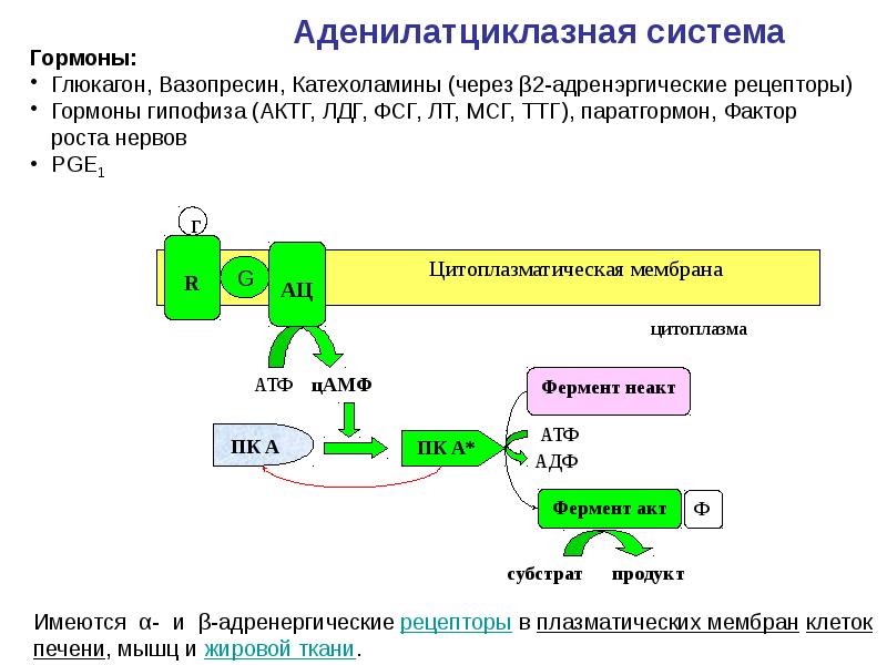 Аденилатциклазная система схема