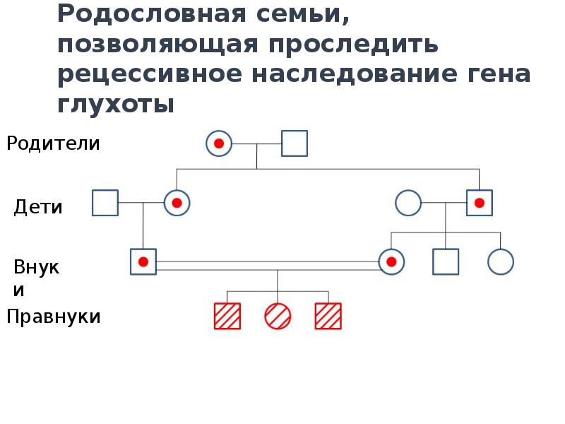 Псевдоаутосомные участки. Наследственная глухота Тип наследования. Схема наследования глухоты. Врожденная глухота Тип наследования. Схема наследования глухонемого.