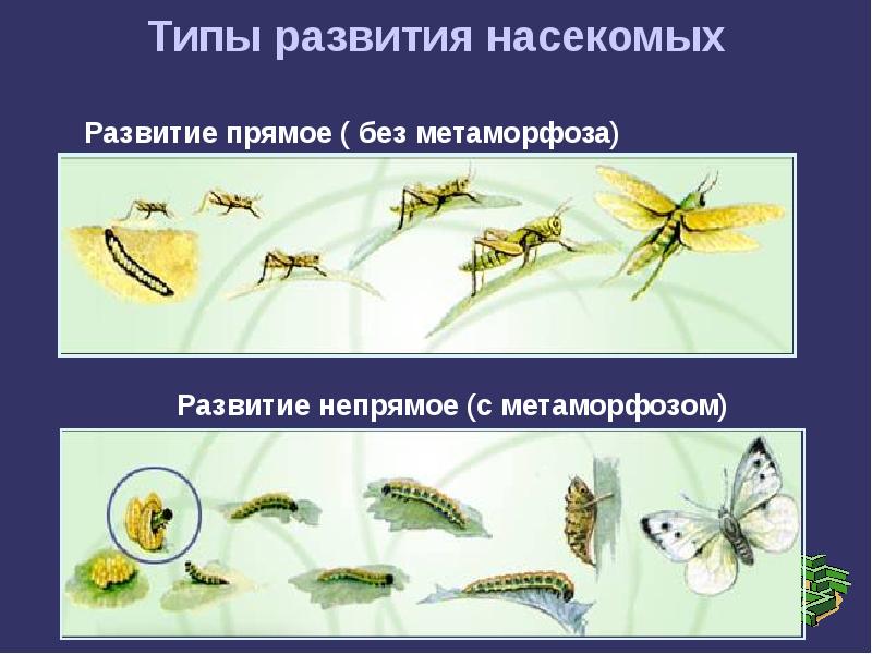 Развитие с превращением у животных презентация 10 класс