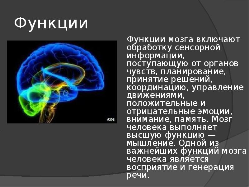 Функции мозгов. Сенсорная функция мозга. Объем памяти мозга человека. Вся информация от органов чувств поступает в. Сколько памяти в мозге человека.