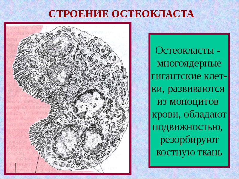 Схема строение остеокласта