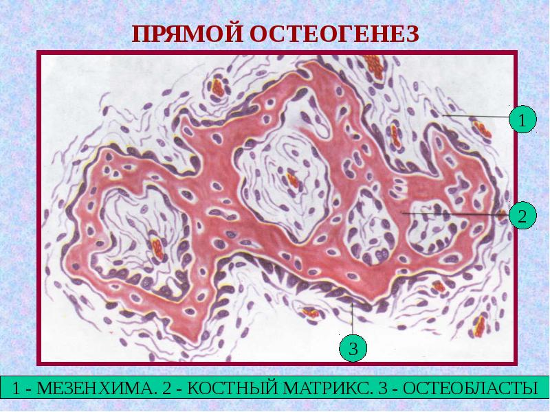 Непрямой остеогенез. Прямой и непрямой остеогенез гистология. Прямой остеогенез. Прямой остеогенез стадии. Прямой остеогенез и непрямой остеогенез.