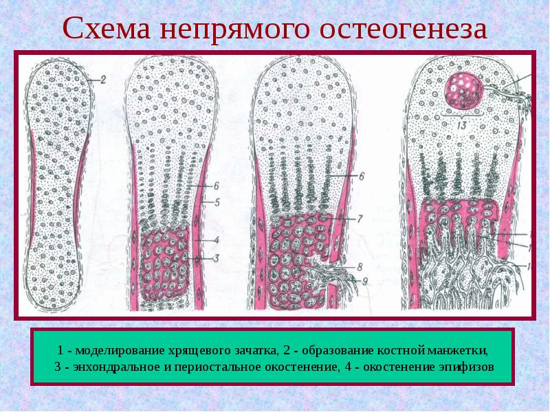 Прямой остеогенез схема