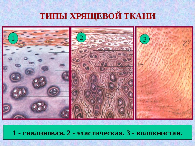 Хрящевые ткани рисунок