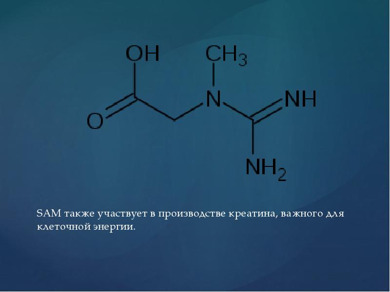 Также участвует. Серосодержащие аминокислоты. Креатин формула. Креатин химическая формула. Креатин молекула.