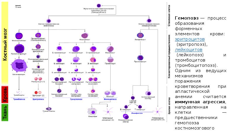 Гемопоэз схема кроветворения в хорошем качестве