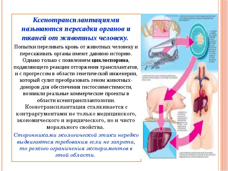 Трансплантация биоэтика презентация