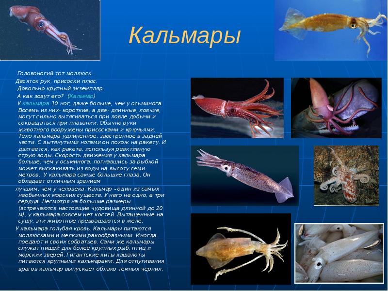 Кальмары
Головоногий тот моллюск -
Кальмары
Головоногий тот моллюск -