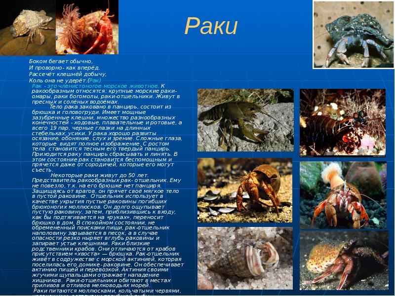 Раки
Боком бегает обычно,
Раки
Боком бегает обычно,