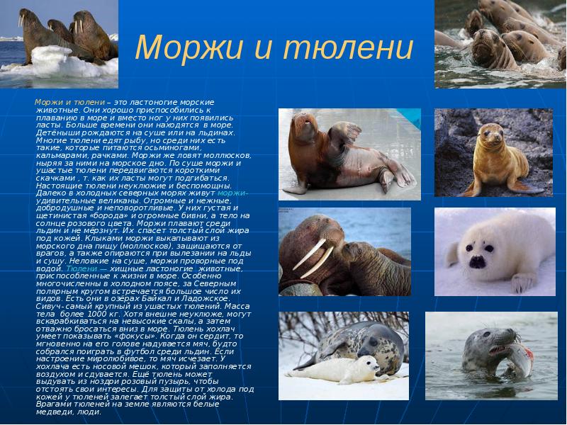 Моржи и тюлени
Моржи и тюлени – Моржи и тюлени
Моржи и тюлени –