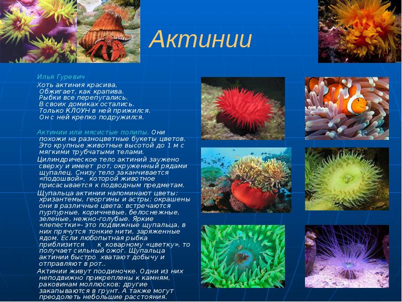 Актинии
Илья Гуревич
Хоть актиния Актинии
Илья Гуревич
Хоть актиния