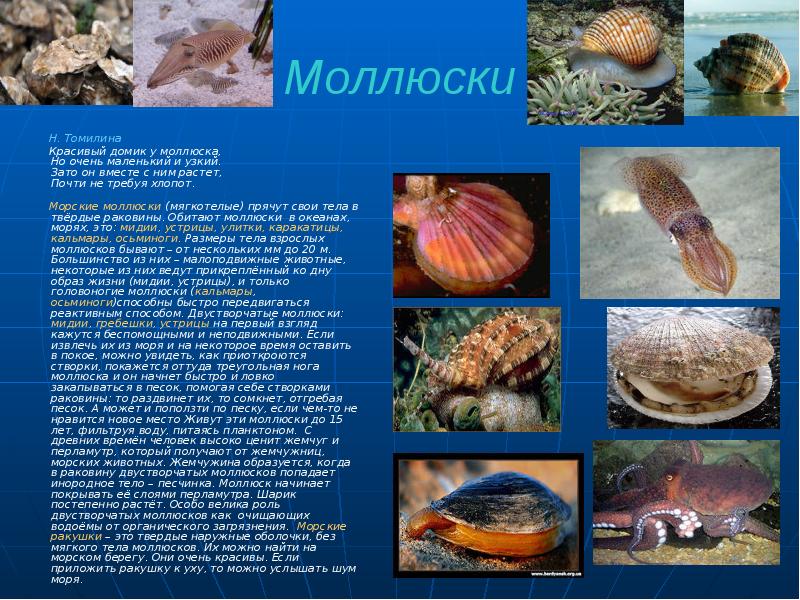 Моллюски
Н. Томилина
Моллюски
Н. Томилина