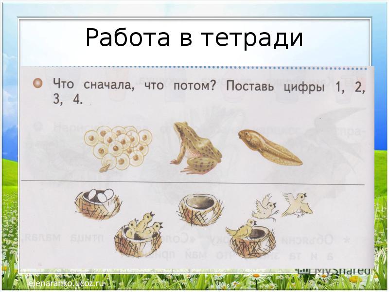 Потом установи. Окружающий мир 1 класс жизнь земноводных весной.. Земноводные весной 1 класс. Жизнь земноводных весной 1 класс. Что сначала что потом окружающий мир 1 класс.