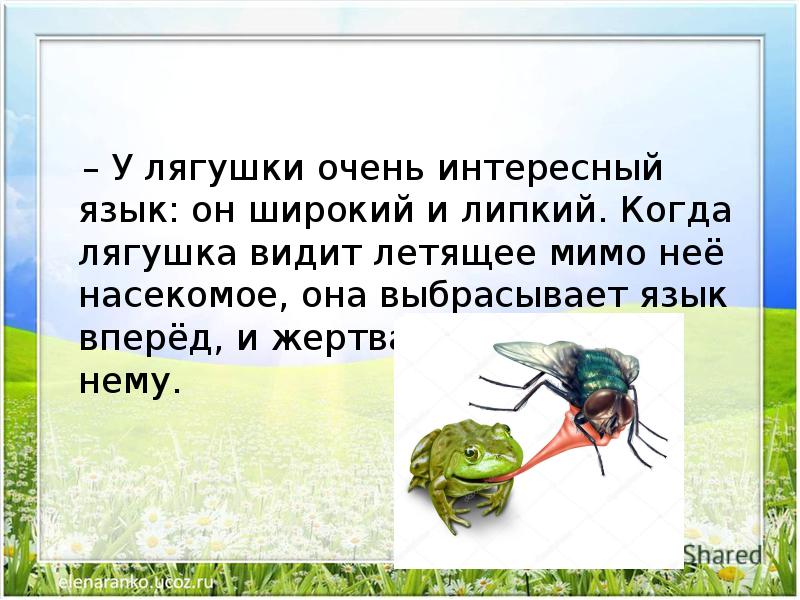 Аварский язык лягушки. Бейте палками лягушек это очень интересно. Как видит лягушка окружающий мир. Как видят Жабы. Как видит мир жаба.