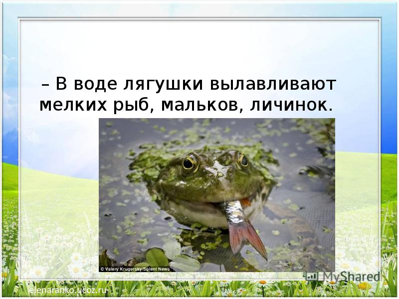 Презентация жизнь земноводных весной 1 класс начальная школа 21 века