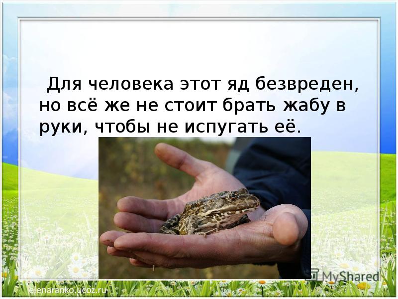 Почему лягушки не пьют