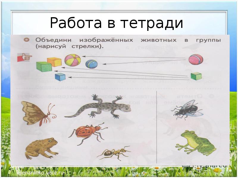 Изображать окружающее. Земноводные задания для детей. Окружающий мир земноводные задания. Земноводные задания для дошкольников. Земноводные окружающий мир для дошкольников.