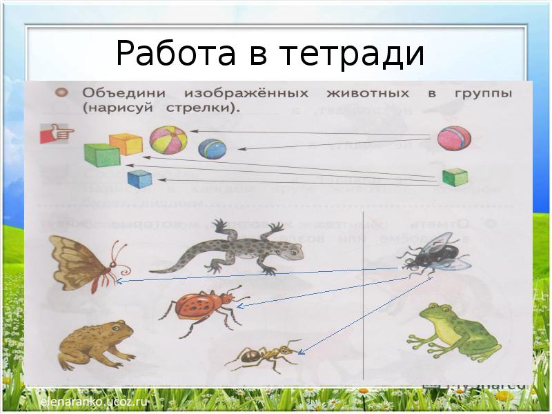 Объедини изображенных животных в группы нарисуй стрелки окружающий