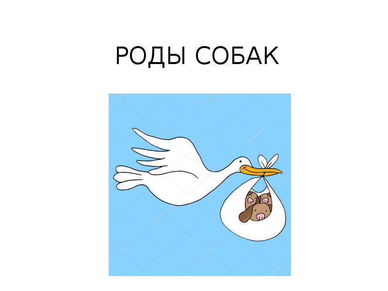 Род кома. Окситоцин роды собаки. Сообщение о рождении ребенка. Родовспоможение собак презентация. Роды картинки для презентации животные.