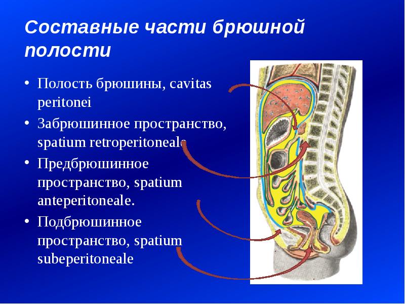 Презентация забрюшинное пространство