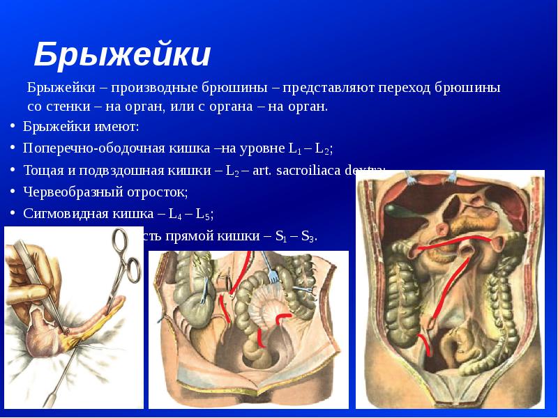 Брыжейка кишечника рисунок