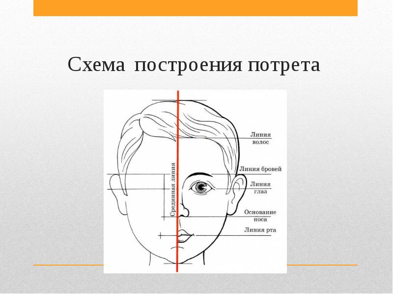 Схема строен. Построение схем. Схема построения головы для школы. Знать схему построения портрета человека. Схема построения плаката.