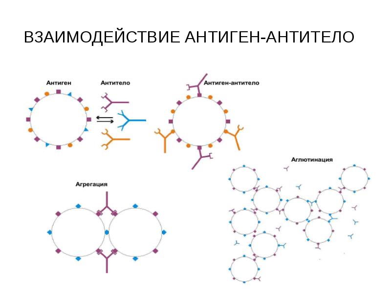 Антиген. Схема реакции антиген антитело. Схема взаимодействия антиген-антитело. Механизм взаимодействия антигена с антителом. Комплекс антиген антитело схема.