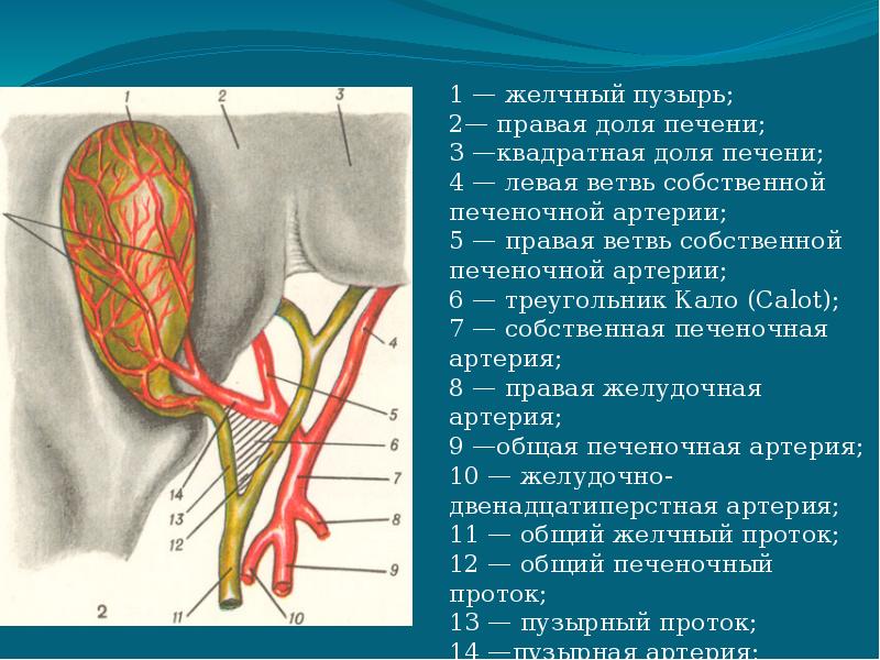 Треугольник кало схема