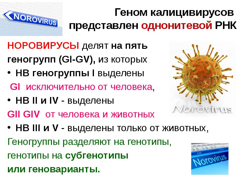 Норовирусная инфекция презентация