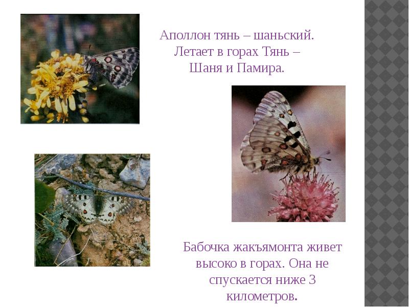 Почему бабочки такие разные и красивые. Бабочки презентация 5 класс биология.