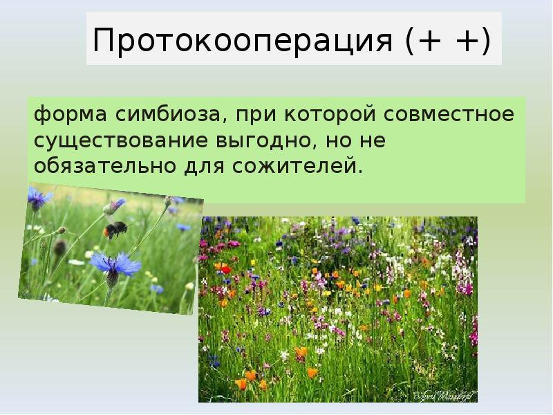 Протокооперация (+ +)
форма симбиоза, при которой совместное существование выгодно, но Протокооперация (+ +)
форма симбиоза, при которой совместное существование выгодно, но