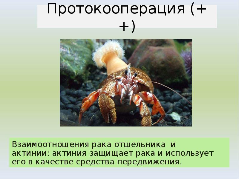 Взаимоотношения рака отшельника и актинии: актиния защищает рака и использует его в качестве средства Взаимоотношения рака отшельника и актинии: актиния защищает рака и использует его в качестве средства