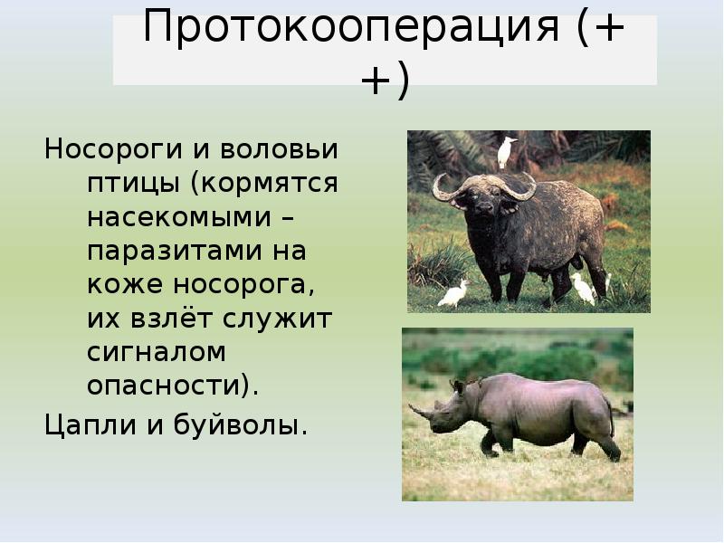 Носороги и воловьи птицы (кормятся насекомыми – паразитами на коже носорога, Носороги и воловьи птицы (кормятся насекомыми – паразитами на коже носорога,