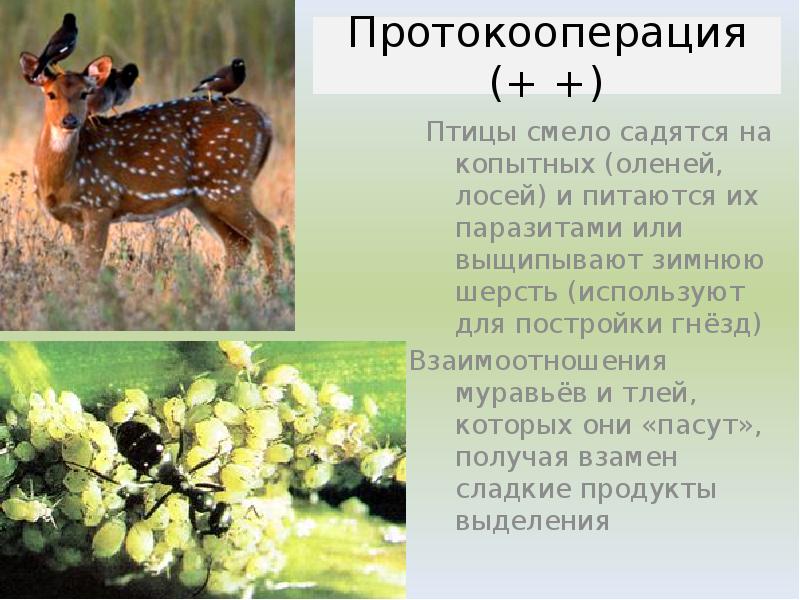 Птицы смело садятся на копытных (оленей, лосей) и питаются их паразитами Птицы смело садятся на копытных (оленей, лосей) и питаются их паразитами