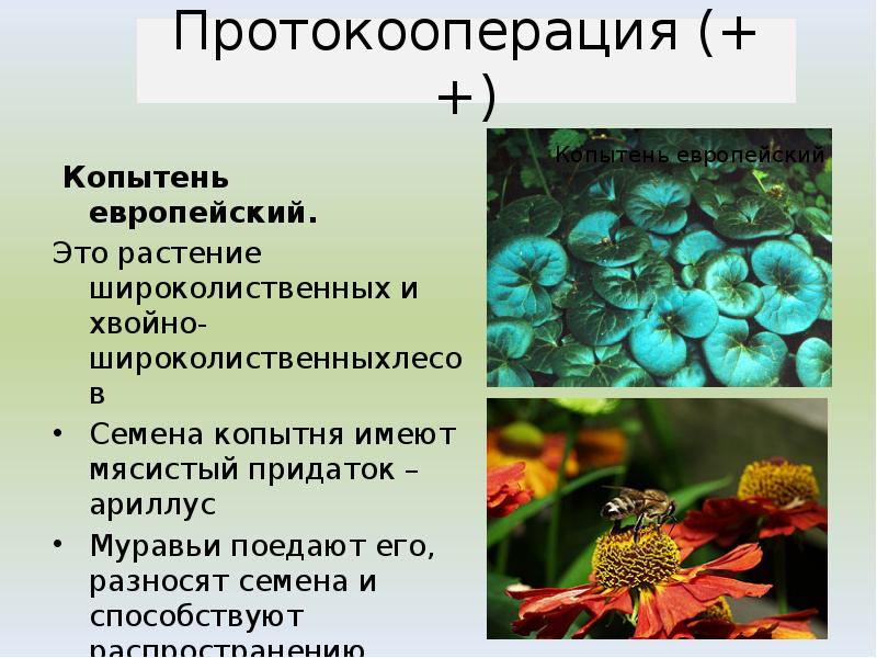 Копытень европейский.
Это растение широколиственных и хвойно-широколиственныхлесов
Семена копытня имеют мясистый Копытень европейский.
Это растение широколиственных и хвойно-широколиственныхлесов
Семена копытня имеют мясистый